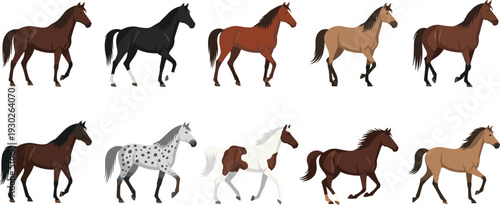 Horse Breeds Collection with Different Coat Colors Running and Standing Farm Animals Illustration Set