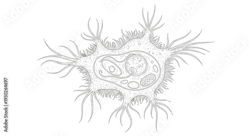 Microscopic Amoeba Cell with Pseudopods and Nucleus, Scientific Illustration