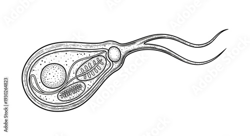 Microscopic illustration of a Giardia lamblia parasite with flagella