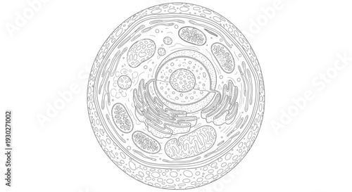 Detailed illustration of a eukaryotic cell, showing nucleus, mitochondria, and endoplasmic reticulum.