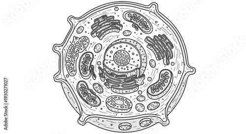 Detailed illustration of a plant cell, showing nucleus, mitochondria, and chloroplasts.