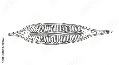 Diatom illustration: microscopic algae, single cell, detailed structure, scientific drawing
