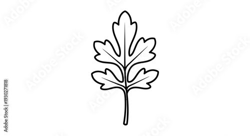 Black and White Outline of a Parsley Leaf, Isolated on White Background