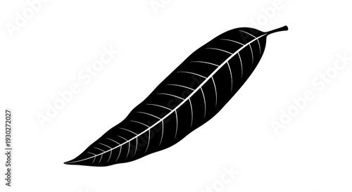 Black Silhouette of a Mango Leaf on a White Background