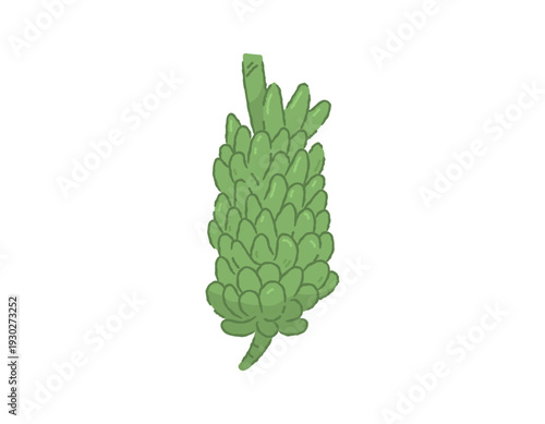 Illustration of a green banana bunch. Nutritious fruits. objects and food. Flat style illustration with outline. White background.