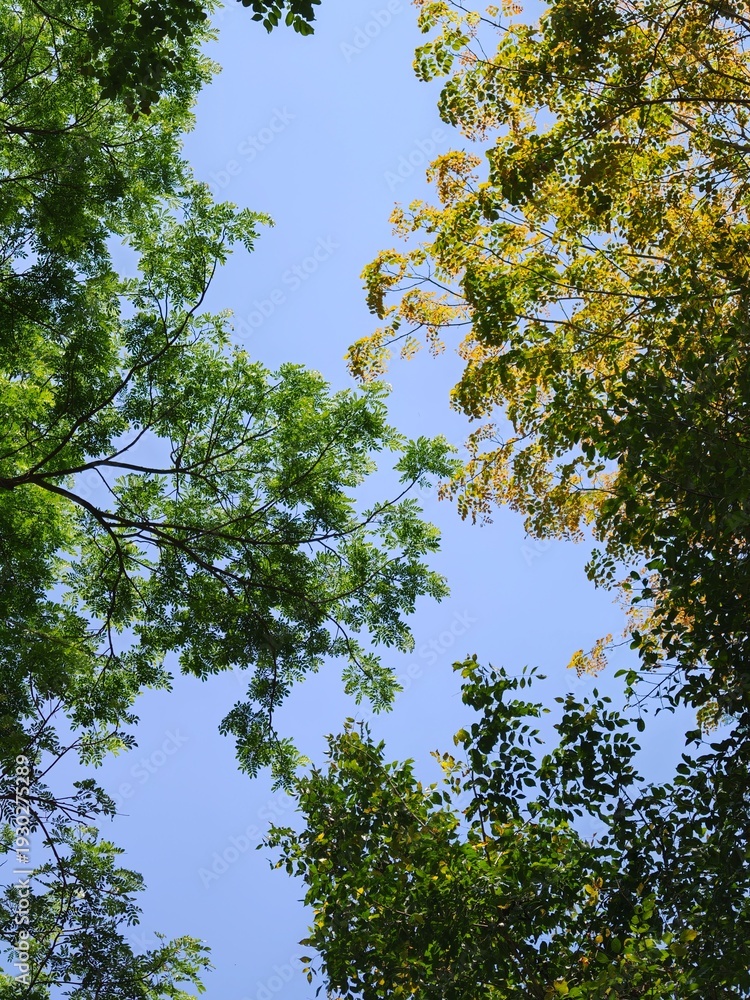 Obraz premium Upward view of leafy tree canopy forming a natural frame around clear blue sky, with mixed green and yellow foliage suggesting late summer or early autumn, tranquil outdoor nature background.