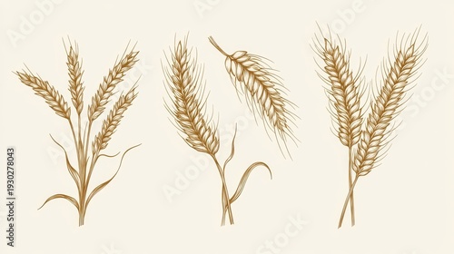 Set of hand-drawn wheat and rice ears with elegant lines and shading, perfect as beer emblem, bread wrapper, or eco-food branding asset