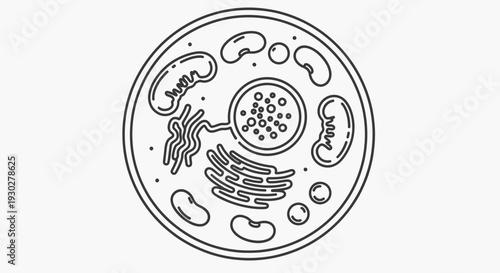 Animal Cell Diagram - Line Art Illustration of Organelles and Nucleus