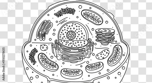 Animal Cell Diagram: Detailed Black and White Illustration for Educational Purposes
