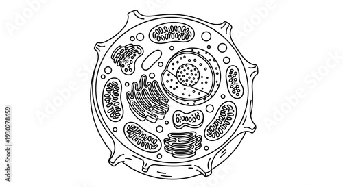 Animal Cell Diagram: Detailed Illustration of Eukaryotic Cell Structure with Organelles