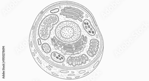 Animal Cell Diagram: Detailed Illustration of Eukaryotic Cell Structure with Organelles