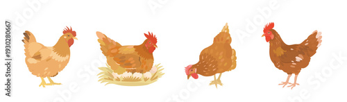 Cute cartoon farm Birds collection. Vector hand drawn illustrations of red Chicken (Hen) isolated on white background. Set of poultry clip art.