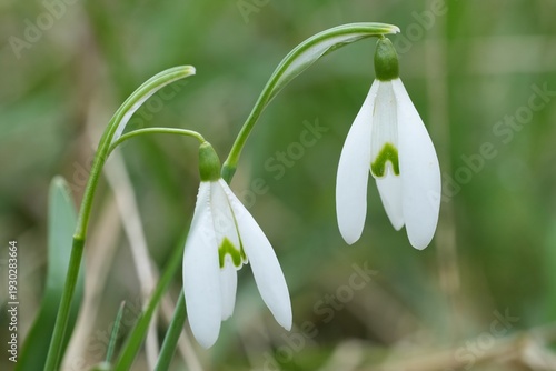 Delicate white blooms emerge from green stems, signaling the arrival of spring with elegant beauty and fresh hope