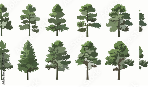 Pinus Sylvestris Pine Tree Clusters Vector Illustration Evergreen Forest Woodland Design Isolated on White
