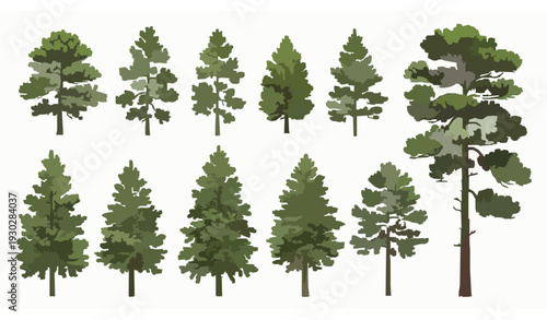 Seasonal Pinus Pine Tree Set Evergreen Conifer Sylvestris Vector Illustration Natural Forest Collection