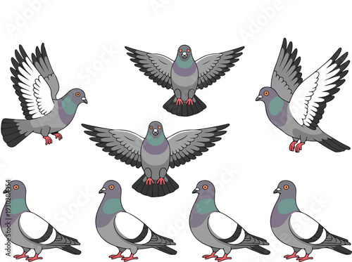 Pigeon Bird Cartoon Character Vector Set with Flying and Standing Poses for Urban Wildlife and Nature Education