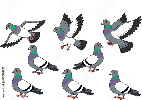 Pigeon Bird Cartoon Character Vector Set with Flying and Standing Poses for Urban Wildlife and Nature Education