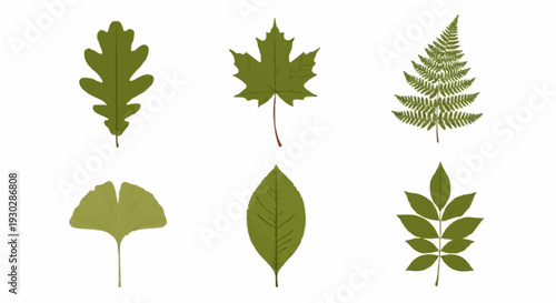 A collection of six diverse green leaves, including oak, maple, fern, ginkgo, and ash, showcasing natural foliage and botanical diversity on a white background