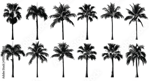 Collection of various tropical palm tree silhouettes presented as a striking black and white vector graphic design asset