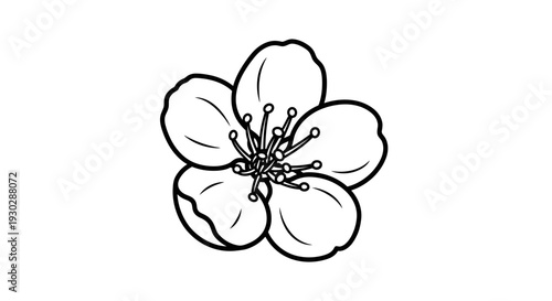 Simple Cherry Blossom Flower Outline Drawing, Black and White Vector Illustration