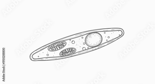 Microscopic view of a single cell with organelles, mitochondria, nucleus, and cytoplasm, scientific illustration