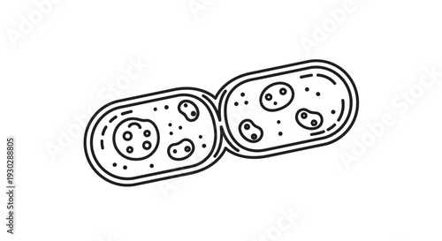 Microscopic view of dividing bacteria cell, scientific illustration