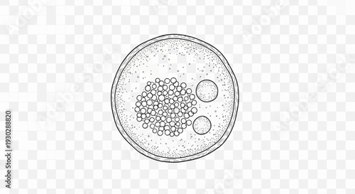 Microscopic View of Oocyte with Granulosa Cells and Polar Body