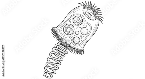 Microscopic Vorticella Protozoa with Cilia and Contractile Stalk - Line Drawing