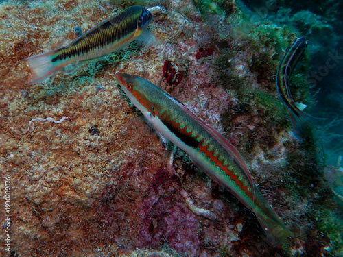 Cuadro en lienzo Mediterranean rainbow wrasse
