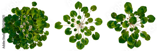 Quadro su tela Nymphaea Bisque tree plan, top view, cutout, transparent background, isolate, Delicate water lily flowers floating on a pond, serene nature scene, springtime beauty