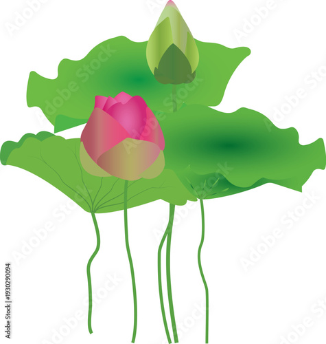 Sacred lotus floral vector isolated on white background, ideal for yoga themes, spa branding, meditation graphics, and wellness concepts.