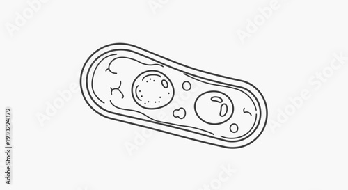 Hand-drawn illustration of a bacterium cell with nucleus and cytoplasm, scientific concept