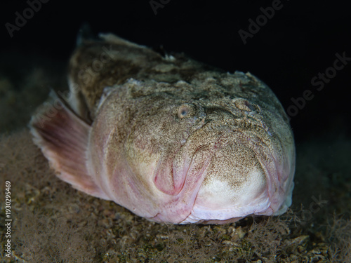 Fényképezés Atlantic stargazer Uranoscopus scaber
