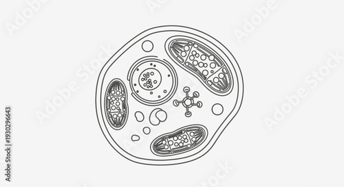 Cell Biology Diagram: Animal Cell Structure with Organelles, Mitochondria, Nucleus, Centrioles