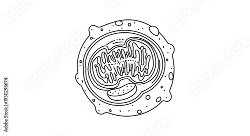 Cellular Biology: Detailed Illustration of a Mitochondrion within a Cell