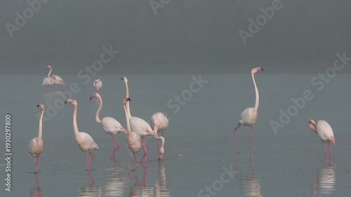 Pink flamingos on mating parade in the fog of the Po Comacchio Regional Park