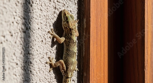 Lizard on wall near wooden door frame.