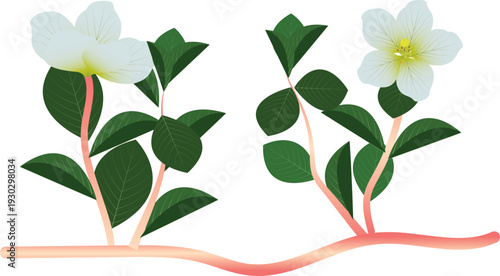 High-quality botanical vector artwork featuring water primrose with white blossoms and green foliage, isolated on a clean background for scientific and educational use.