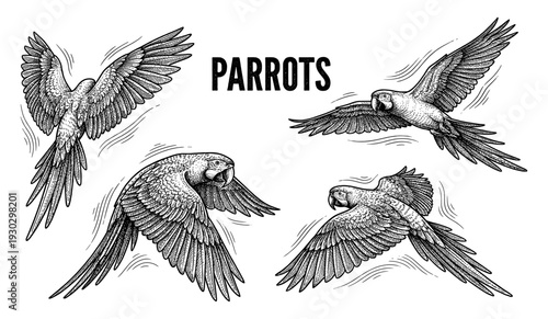 Flying parrot collection in vintage engraving style