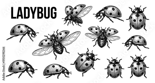 Ladybug collection in vintage engraving style