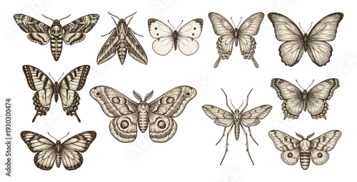 Butterfly and moth collection in vintage engraving style