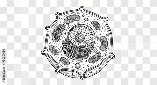 Animal Cell Diagram: Nucleus, Mitochondria, Golgi Apparatus, Endoplasmic Reticulum, Ribosomes