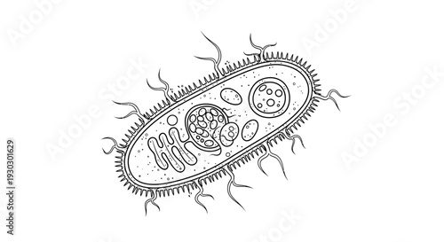 Bacterial Cell Structure Diagram: Detailed Illustration of a Microorganism