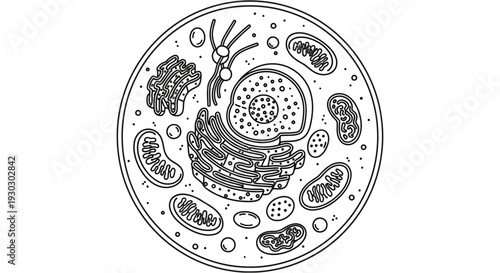 Animal Cell Diagram - Black and White Illustration of Organelles and Nucleus