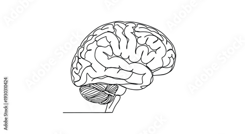 Detailed Human Brain Side View Line Art - Neuroscience, Mind, and Intelligence Concept