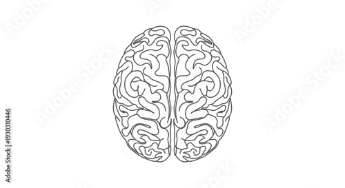 Human Brain Top View Line Art - Consciousness, Intellect, and Mind Processes