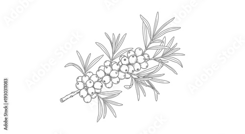 Sea Buckthorn Branch with Berries and Leaves, Hand-Drawn Illustration