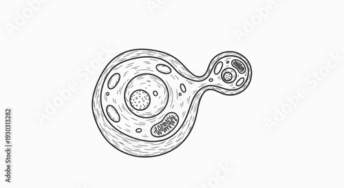 Yeast Cell Budding Illustration: Microscopic Organism Reproduction, Scientific Diagram