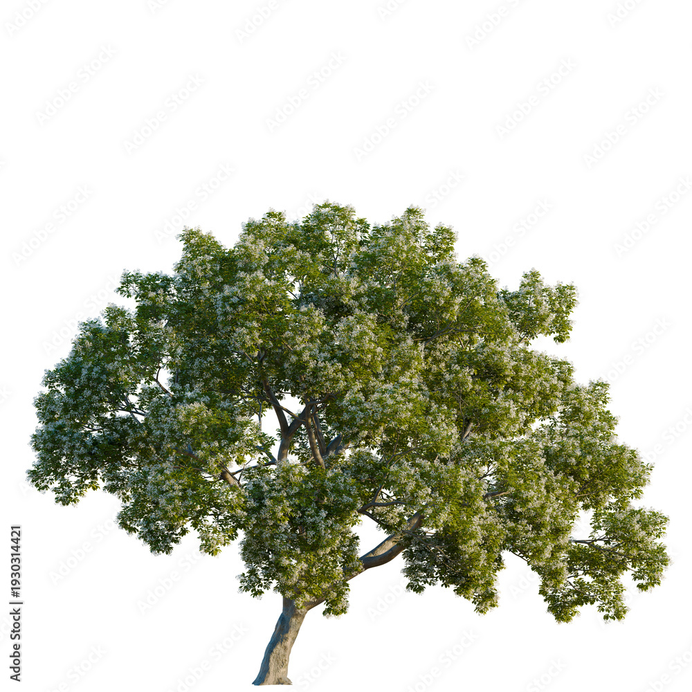 Fototapeta premium Chionanthus retusus tree, elevation, front view, cutout, transparent background, isolate, Detailed close-up of a lush green tree branch with vibrant leaves and natural texture.