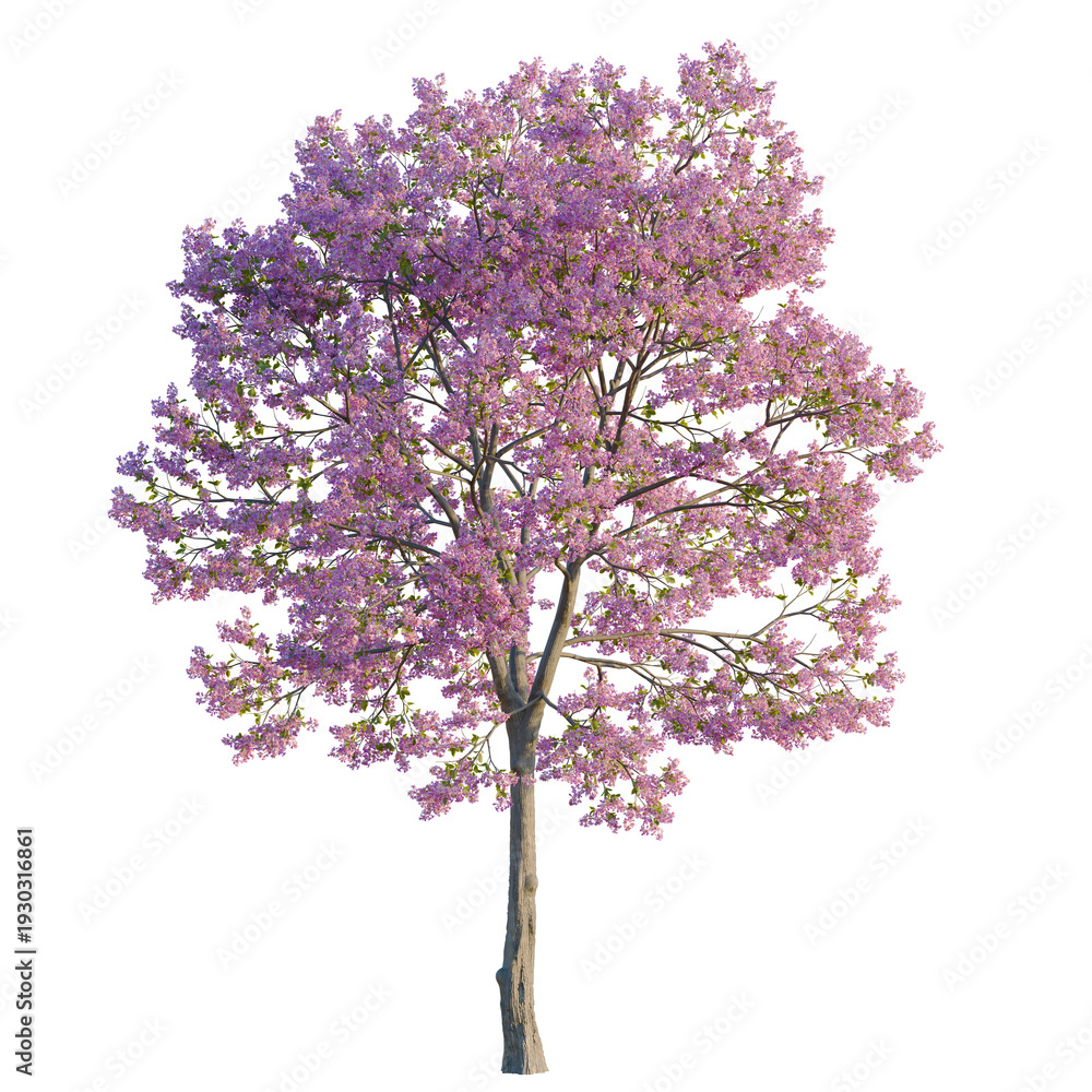 Obraz premium Handroanthus impetiginosus tree, elevation, front view, cutout, transparent background, isolate, Delicate bluebell flowers bloom in a lush forest, springtime nature scene